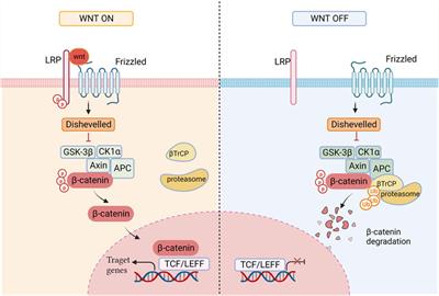 Natural compounds: Wnt pathway inhibitors with therapeutic potential in lung cancer